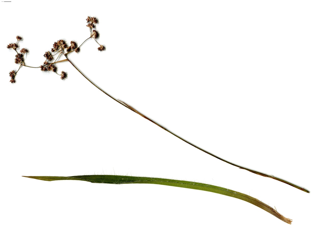 Luzula sylvatica subsp. sylvatica (Juncaceae)